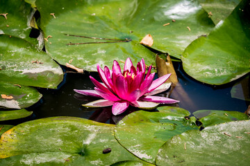 Close-up pink lotus flower. Beautiful lotus flower and leaves. Lotus flowers in the pond. Selective focus, close-up.