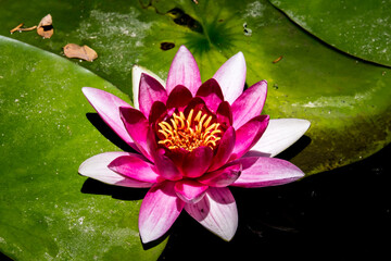 Close-up pink lotus flower. Beautiful lotus flower and leaves. Lotus flowers in the pond. Selective focus, close-up.