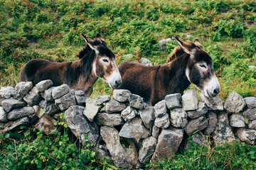 Donkeys behind a stone wall on the Aran Islands, Ireland