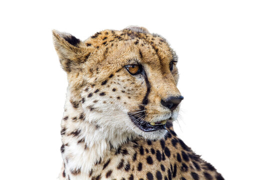 Cheetah portrait isolated in white background in Kgalagadi transfrontier park, South Africa; Specie Acinonyx jubatus family of Felidae