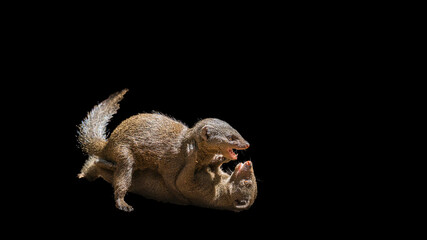 Obraz premium Two Common dwarf mongoose fighting in Kruger National park, South Africa ; Specie Helogale parvula family of Herpestidae