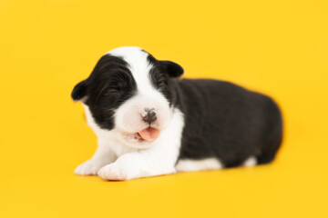small black and white puppy of border collie dog show his tongue on yellow backgroun