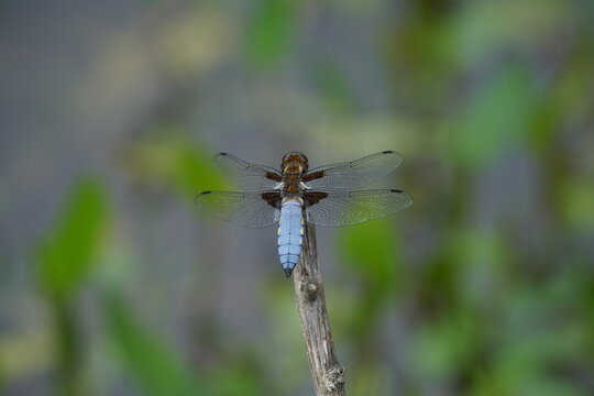 Plattbauch Libelle, Libellula depressa, M&auml;nnchen