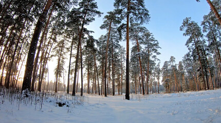 Wonderful winter landscape, forest covered with snow.