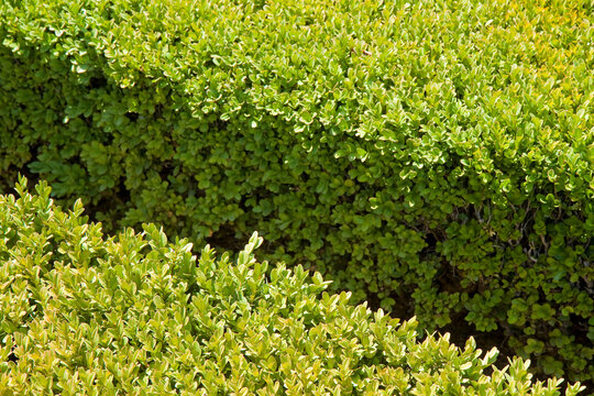 Fresh green privet hedge in an Italian public park