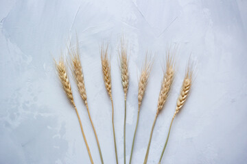 spikelets on a gray background