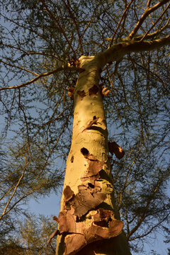 Real Fever Tree