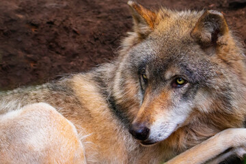 gray wolf portrait