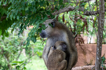 monkey on a tree in foliage in vivo 