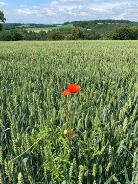 field of poppies