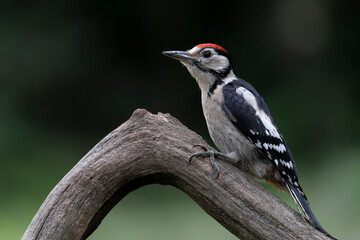  Juvenile Great Spotted Woodpecker ( Dendrocopos major) on a branch in the forest of Noord Brabant in the Netherlands.                              