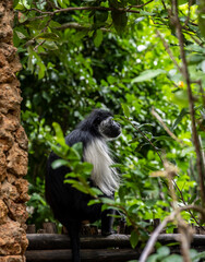 black and white angolan colobus looking for sweet fruits 