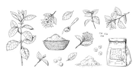 Stevia plant. Hand drawn sugar free sweet herb. Alternative sweetener. Rebaudiana leaves and flowers sketch collection. Stem extract. Organic diabetic crop. Vector dietary product set