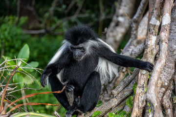black and white angolan colobus looking for sweet fruits 