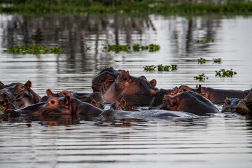 hippos in the river and on the shore as a large family with offspring 