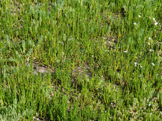 Marsh samphire aka Salicornia europaea or Glasswort. Wild food growing in Taw estuary North Devon,...