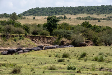 hippos in the river and on the shore as a large family with offspring 