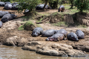hippos in the river and on the shore as a large family with offspring 