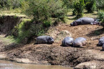 hippos in the river and on the shore as a large family with offspring 