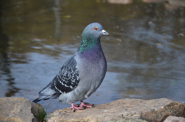 pigeon on the beach (голубь)