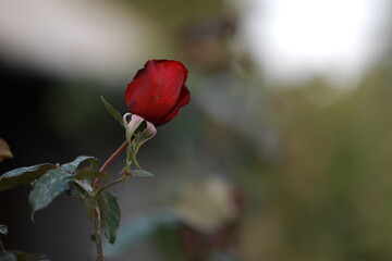 the scarlet red rose bloomed in the botanical garden