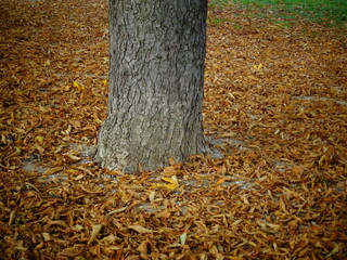 Ein Baumstamm umgeben von Laub.