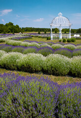 652-34 Lavender Fields & Gazebo