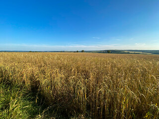 Champ de blé dans la Nièvre, Bourgogne