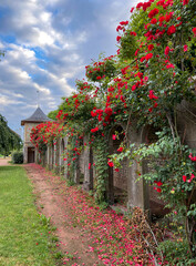 Roses d'un jardin à Corbigny, Bourgogne