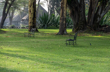 Obraz na płótnie Canvas resting places with armchairs in the background of a green park with virgin nature 