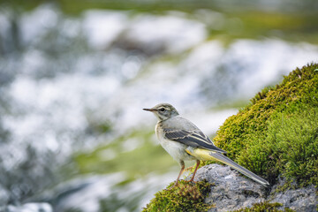 yellow wagtail on a rock in the river
