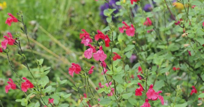 Salvia microphylla 'grahamii' | Johannisbeer-Salbei oder Myrten-Salbei mit verzweigten, schwach behaarten St&auml;ngel mit hellrosa bis dunkelrosa Quirlen Blumen