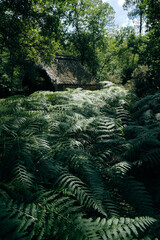 Traditional house made of thatch in a forest with ferns all around