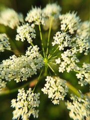 flowers in the garden