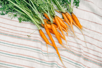 fresh carrots from the garden. Small carrots on a white towel. harvest of carrots.