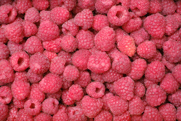 Ripe raspberry background, close up. Selective focus