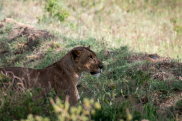 lioness in the shade of trees lies in the tall grass 