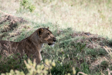 lioness in the shade of trees lies in the tall grass 
