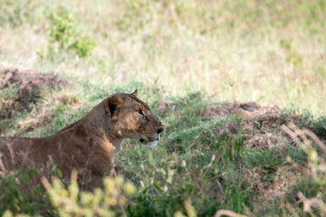 lions in the shade of trees rest after a successful night hunt 