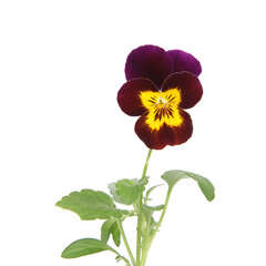 Fleur de viola cornuta sur fond blanc