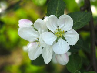 Fototapeta na wymiar luxurious white apple tree flowers are close in spring in the garden
