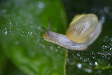 Snails often appear especially during the rainy season. 