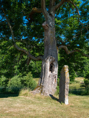 Oak tree and rune stone at Alvastra abbey in Sweden. Summertime and sunny day, No visible people.