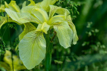 Yellow flag Iris