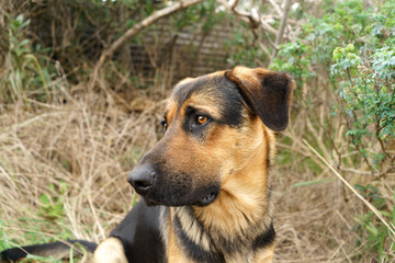 a large breed dog with a sweet and sad look. Copy space.