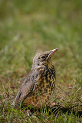 Small bird newly hatched sitting in the grass. Shot in Sweden, Scandinavia