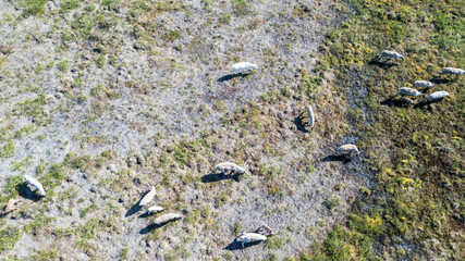 Landscape of the forest-tundra and the sandy river bank, photo from quadrocopter, bird's eye view. Arctic Circle,  Yamal,   reindeers in Tundra, pasture of Nenets, tunda