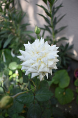 Fototapeta na wymiar Green garden in blurred background and beautiful white rose in focus foreground.