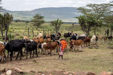 Naklejka na ściany i meble indigenous people of Kenya-Maasai in daily life 