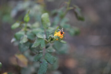huge bumblebee sits on a yellow rose pollinates